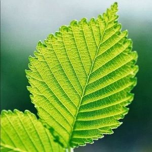 Meet your Posher, Mina